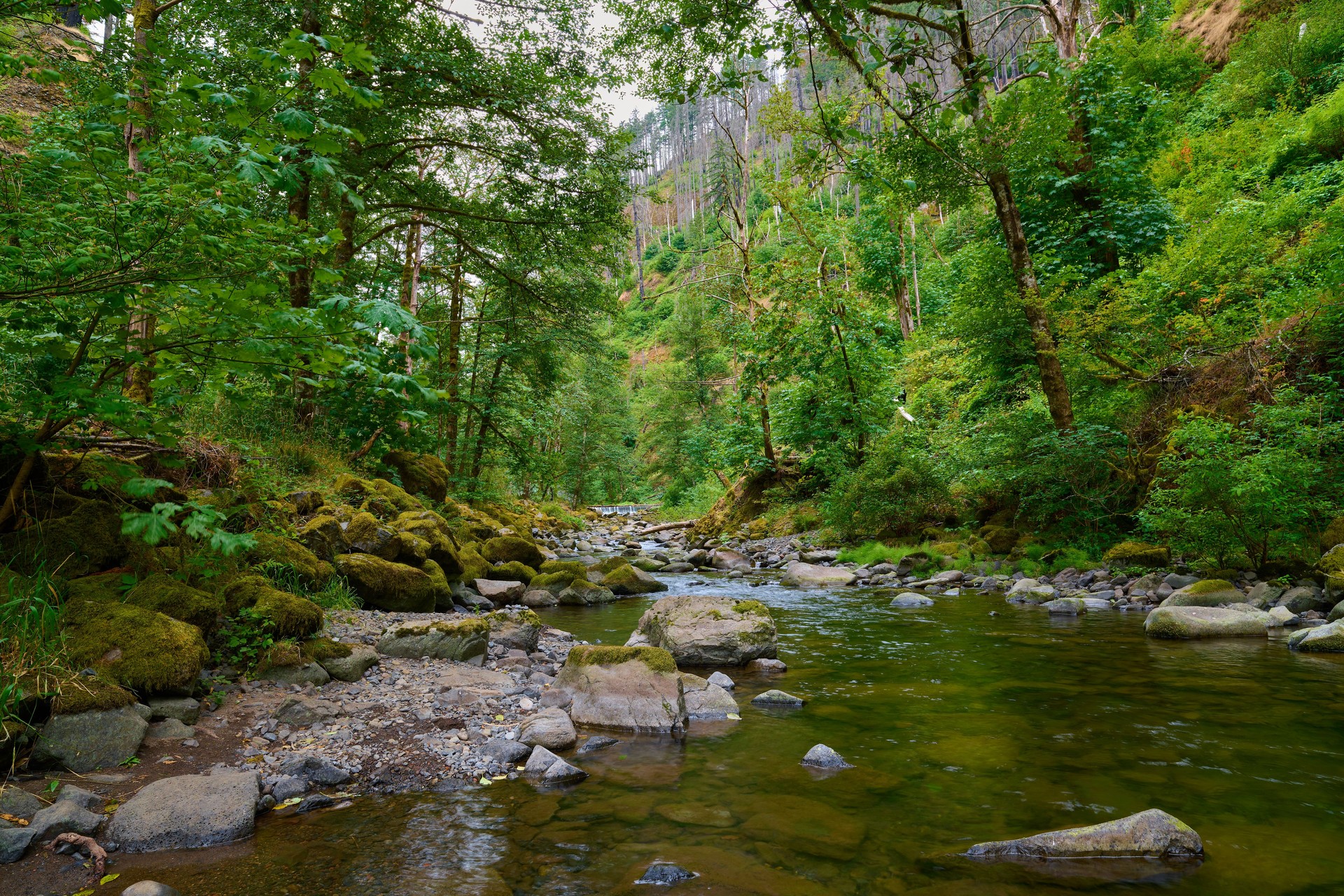 Tanner Creek at Wahclella Falls Trail in the Columbia River Gorge in Oregon.